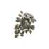 Thrive Hanging Vine Terrarium Plant