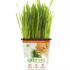 Pet Greens Wheatgrass Live Cat Grass
